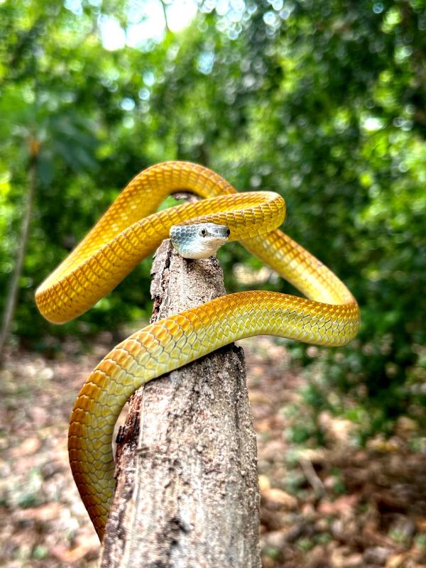 Golden tree snake 