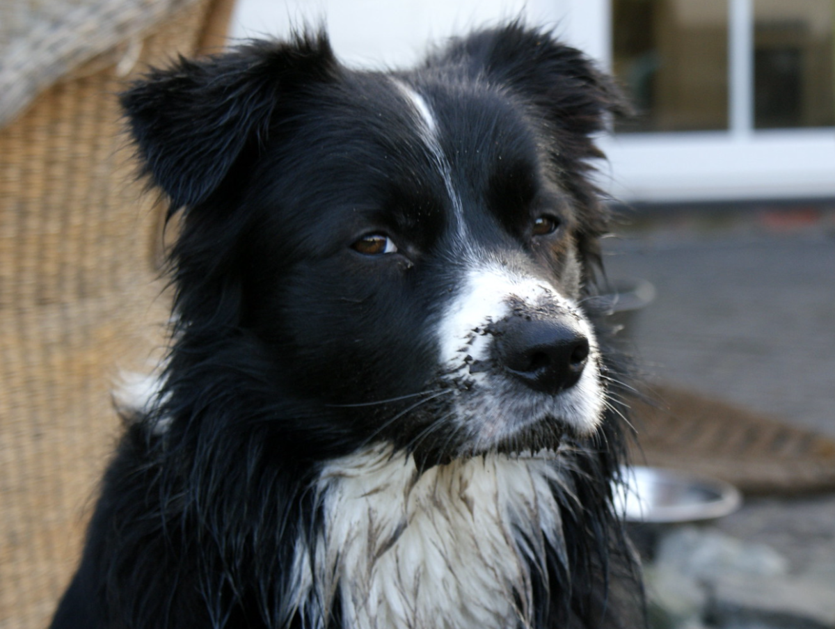 Black and white dog
