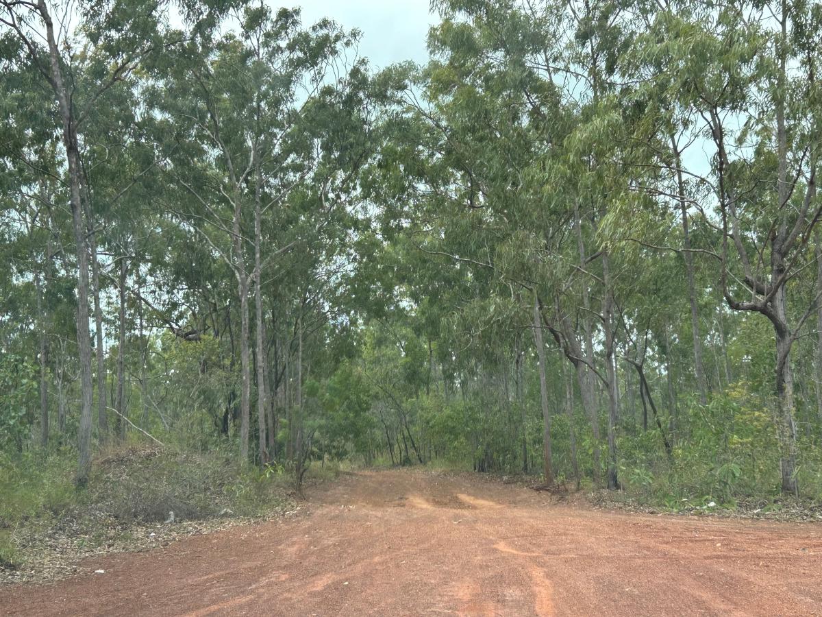 Dirt road leading into bushland