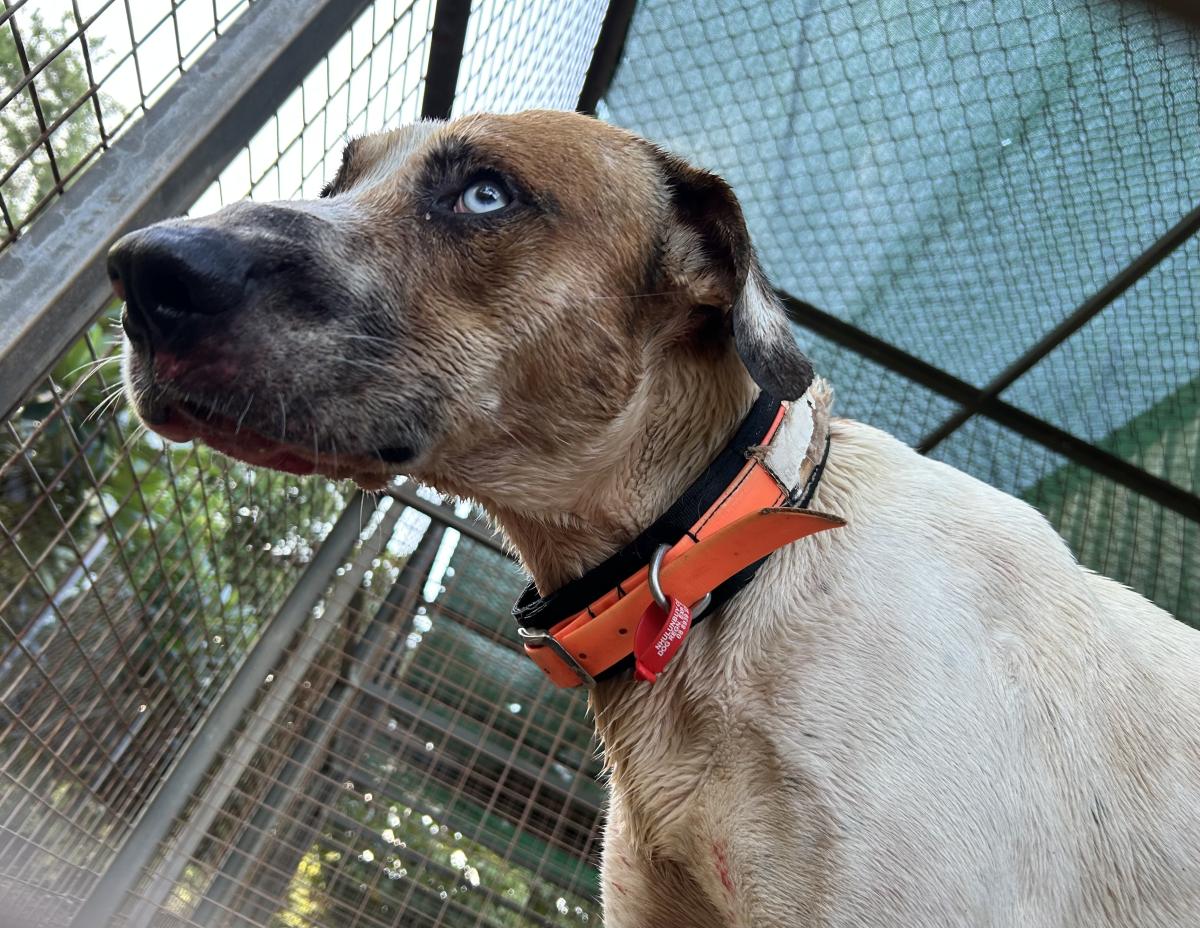 Dog with registration tag on collar
