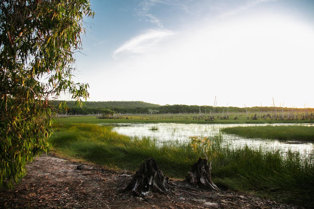 Tender – Weed and Vector Control