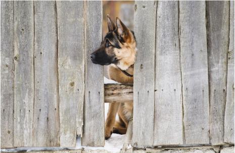 Dog  at Fence